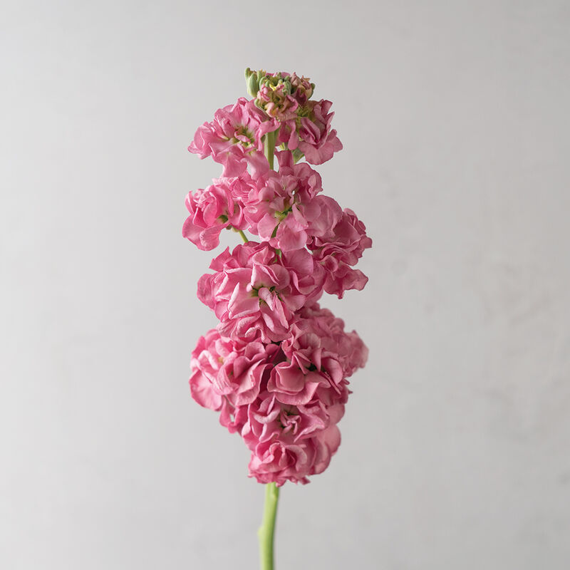 StoX&reg; Rose Pink Stock