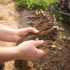 Seascape &ndash; Spring-Planted Strawberry Bare-Root Plants