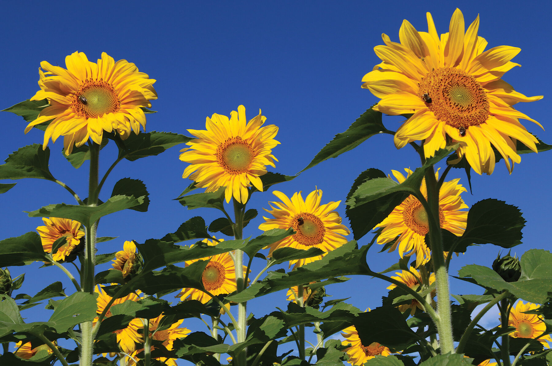 Royal Hybrid&reg; 1121 Sunflower Cover Crops
