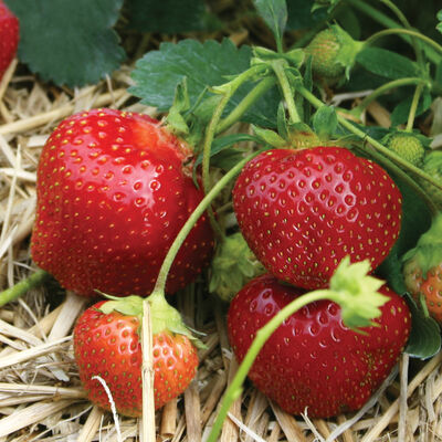 Galletta &ndash; Spring-Planted Strawberry Bare-Root Plants