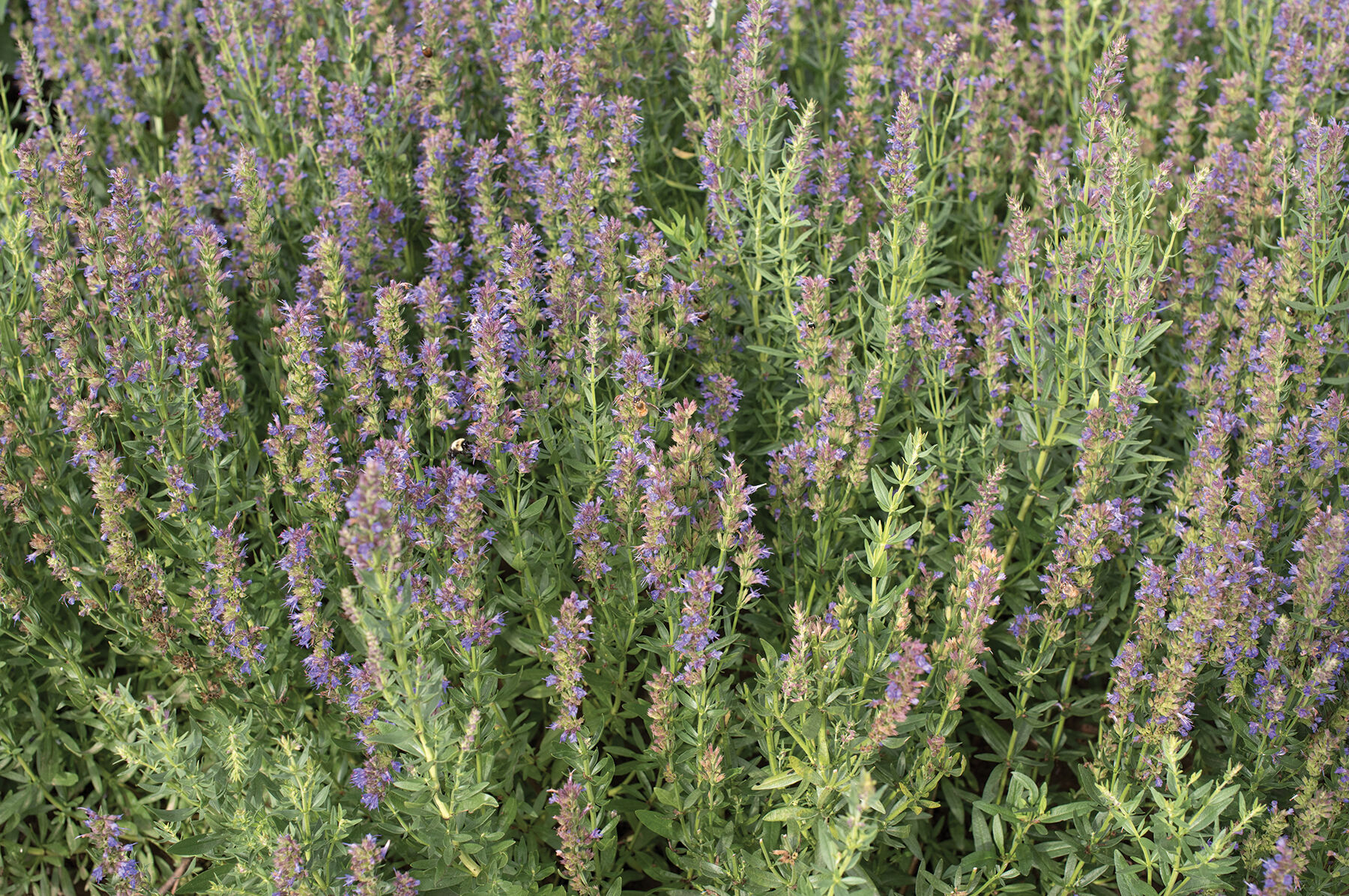 Hyssop Hyssop
