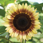 ProCut&reg; Red/Lemon Bicolor Tall Sunflowers
