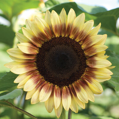 ProCut&reg; Red/Lemon Bicolor Tall Sunflowers