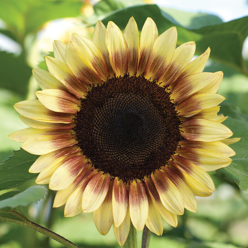 ProCut&reg; Red/Lemon Bicolor Tall Sunflowers