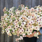 Butterfly&trade; Hestia&reg; Ranunculus