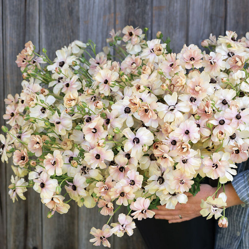 Butterfly&trade; Hestia&reg; Ranunculus