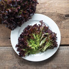 Yves Salanova&reg; &ndash; Red Tango Salanova&reg; Lettuce