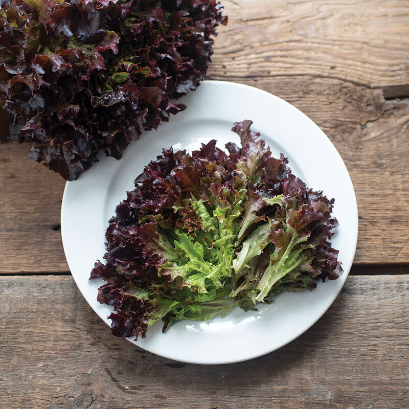 Yves Salanova&reg; &ndash; Red Tango Salanova&reg; Lettuce