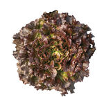 Bonarda Salanova&reg; &ndash; Hydroponic Red Batavia Salanova&reg; Lettuce
