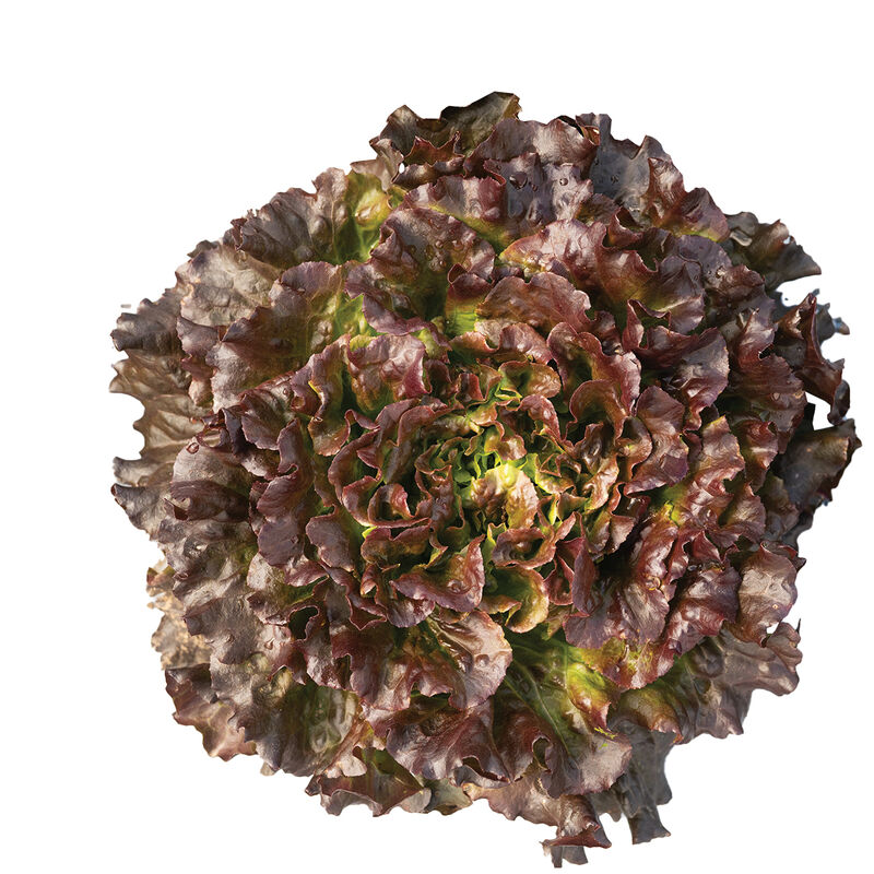 Bonarda Salanova&reg; &ndash; Hydroponic Red Batavia Salanova&reg; Lettuce