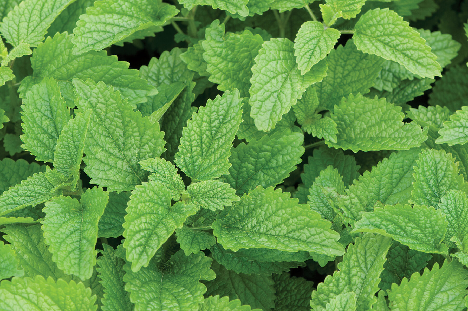 Lemon Balm Lemon Balm