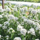 Sweet&trade; White Dianthus (Sweet William)