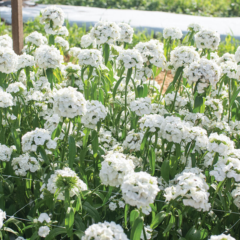 Sweet&trade; White Dianthus (Sweet William)