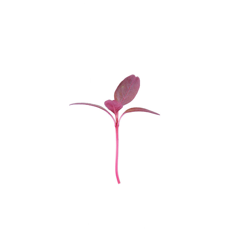 Amaranth, Garnet Red Microgreen Vegetables