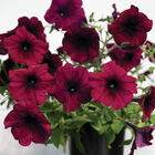 Easy Wave&reg; Burgundy Velour Petunia