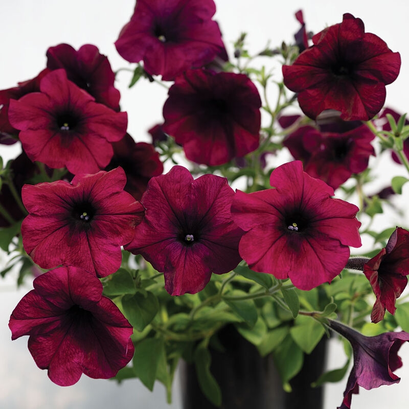 Easy Wave&reg; Burgundy Velour Petunia