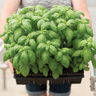 Prospera&reg; DMR (PS5) Basil