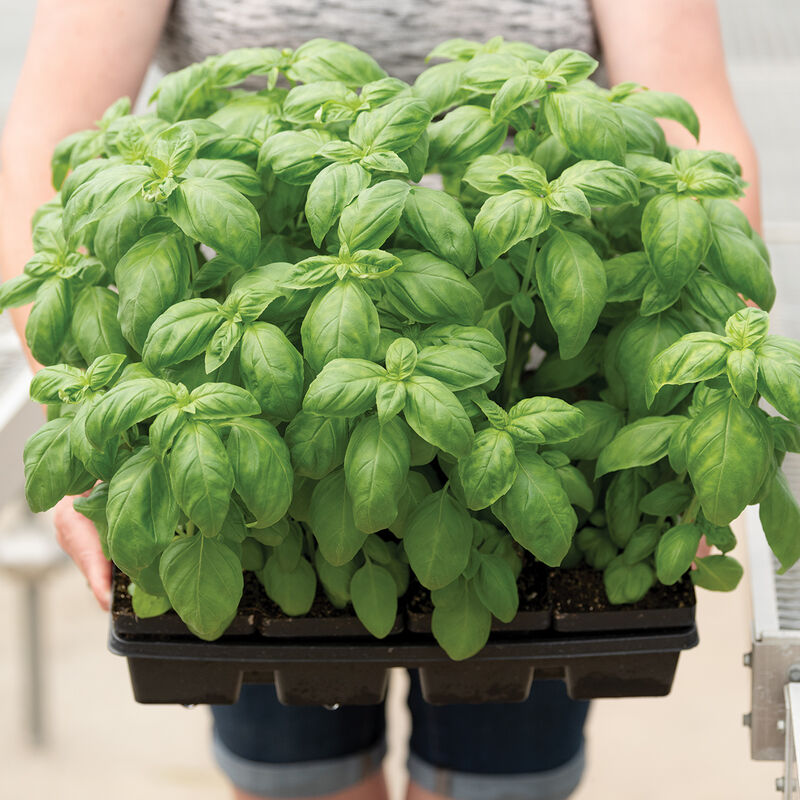 Prospera&reg; DMR (PS5) Basil