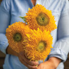 Solano&reg; Double Tall Sunflowers