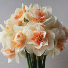 My Story&reg; Narcissus (Daffodil)