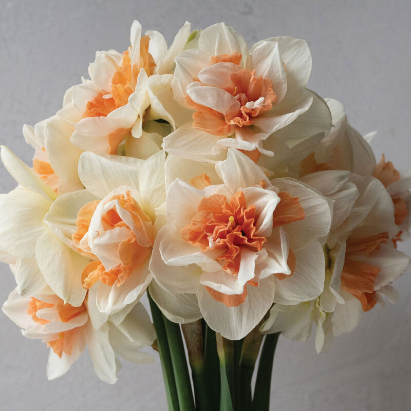 My Story&reg; Narcissus (Daffodil)