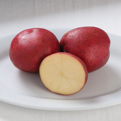 Dark Red Norland &ndash; Early Ship Potatoes