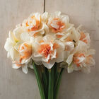 My Story&reg; Narcissus (Daffodil)