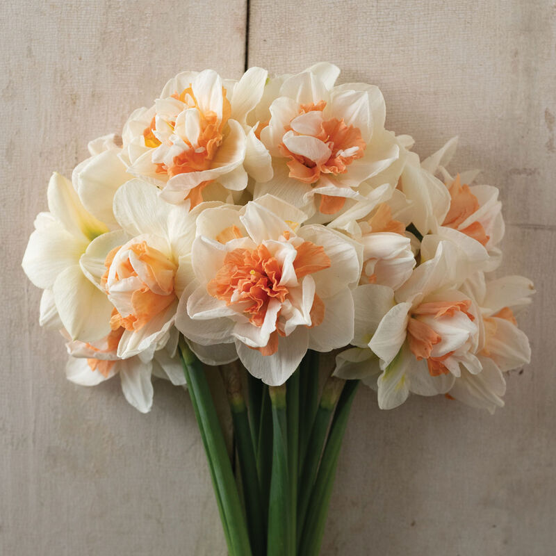 My Story&reg; Narcissus (Daffodil)