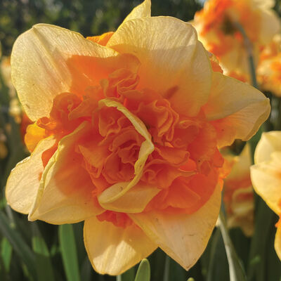 Suncatcher&reg; Narcissus (Daffodil)