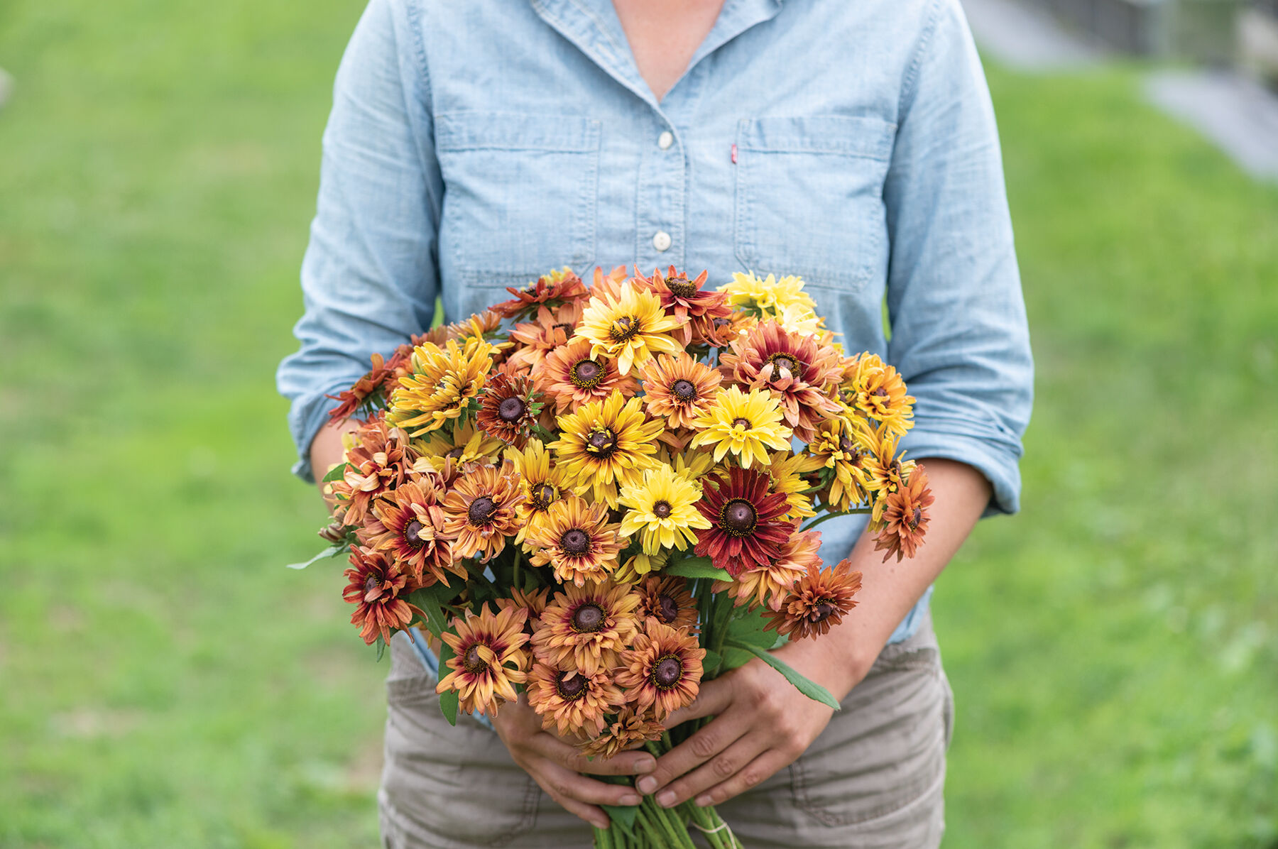 Sahara Rudbeckia (Black-Eyed Susan)