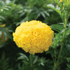 Coco&trade; Yellow African Marigolds