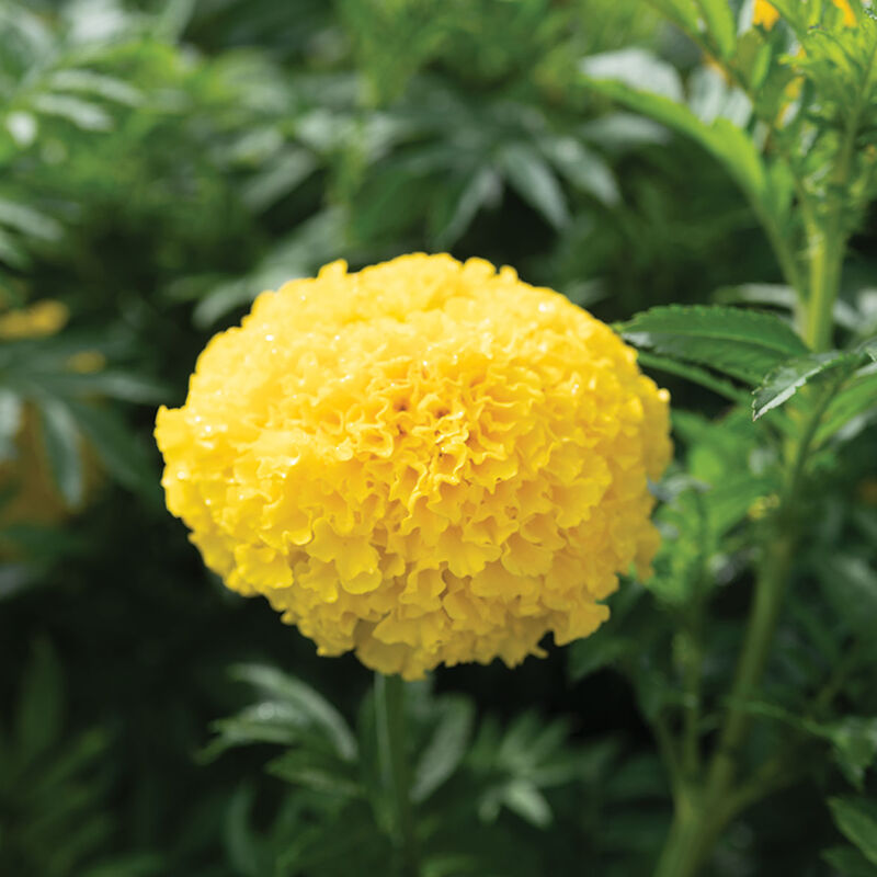 Coco&trade; Yellow African Marigolds