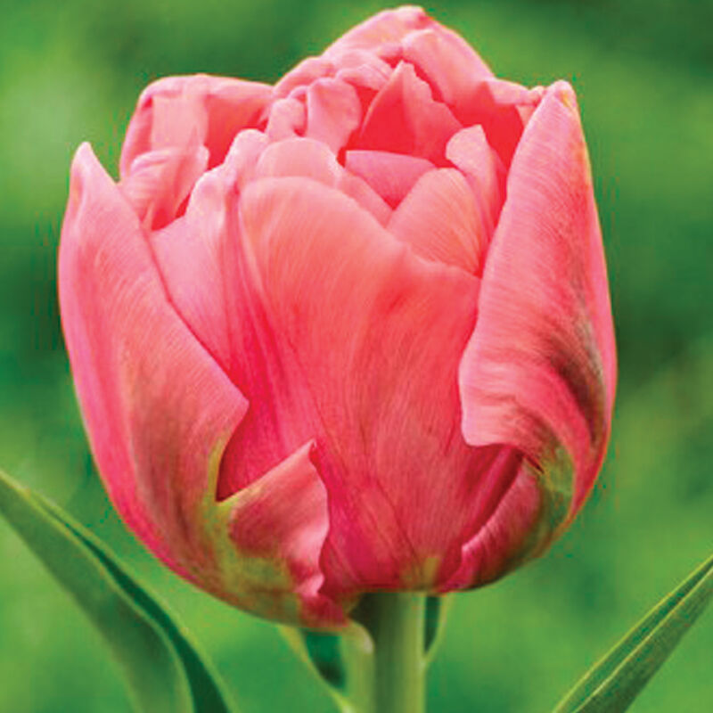 Salmon Symbiose&reg; Tulips