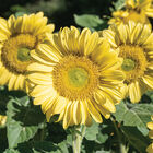 ProCut&reg; Lemon Lite Tall Sunflowers
