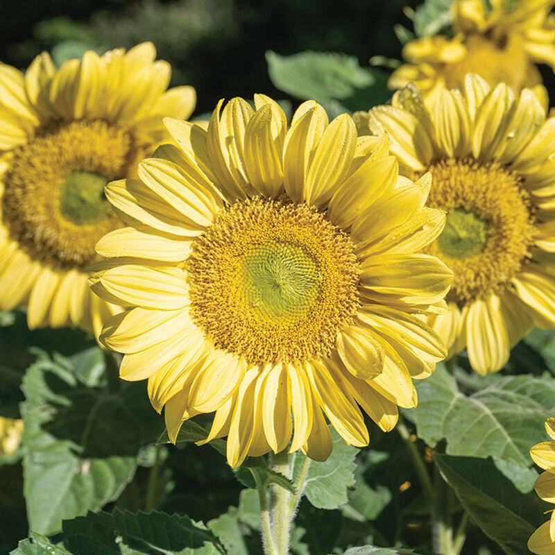 ProCut&reg; Lemon Lite Tall Sunflowers