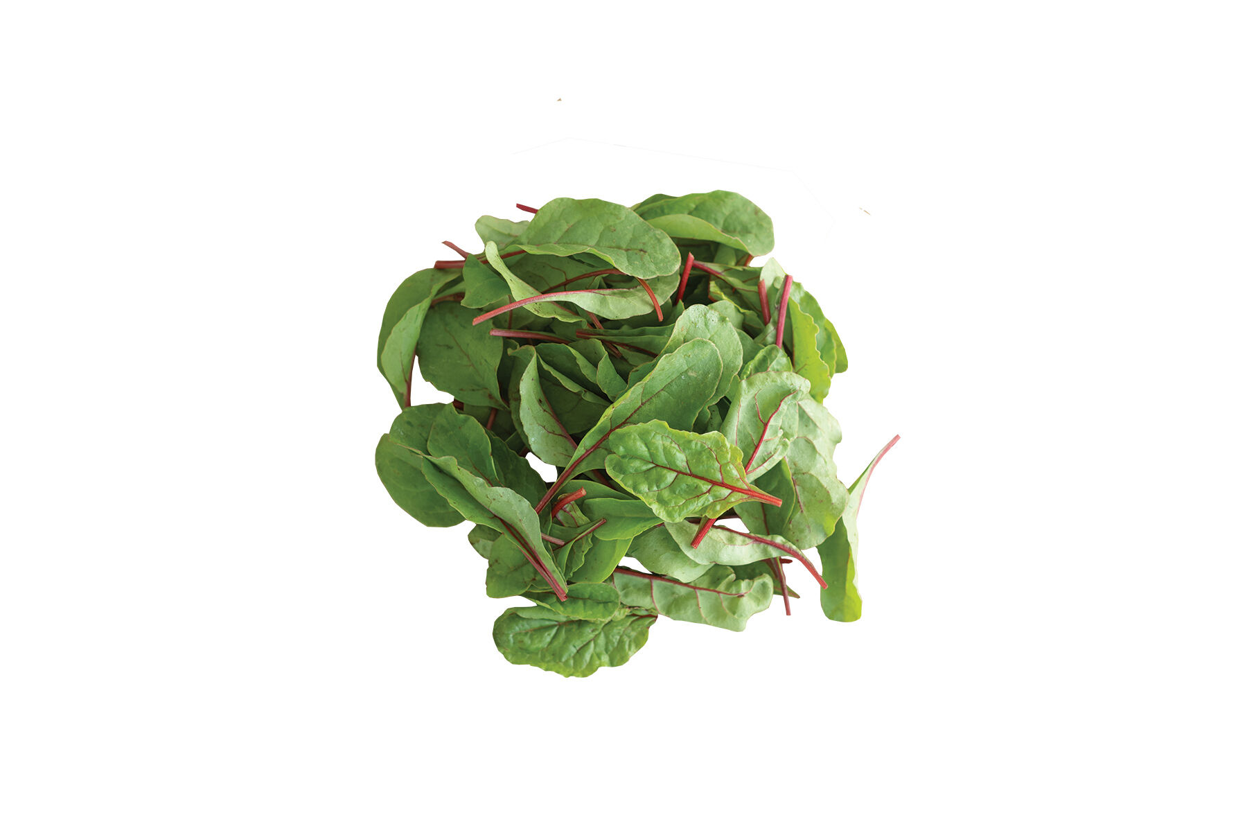 Ruby Red or Rhubarb Chard Swiss Chard