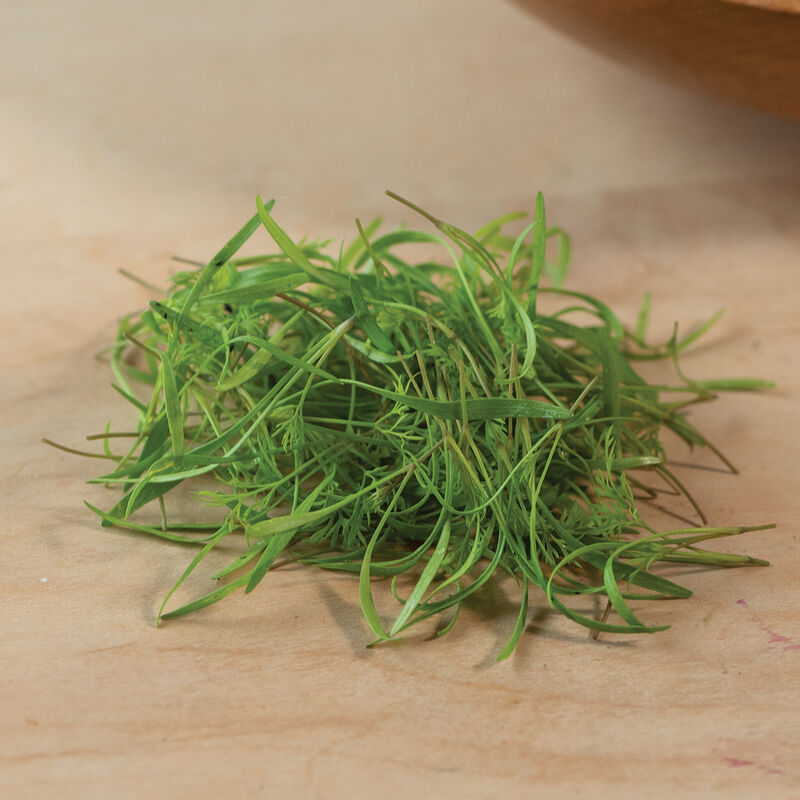 Dill Microgreen Herbs