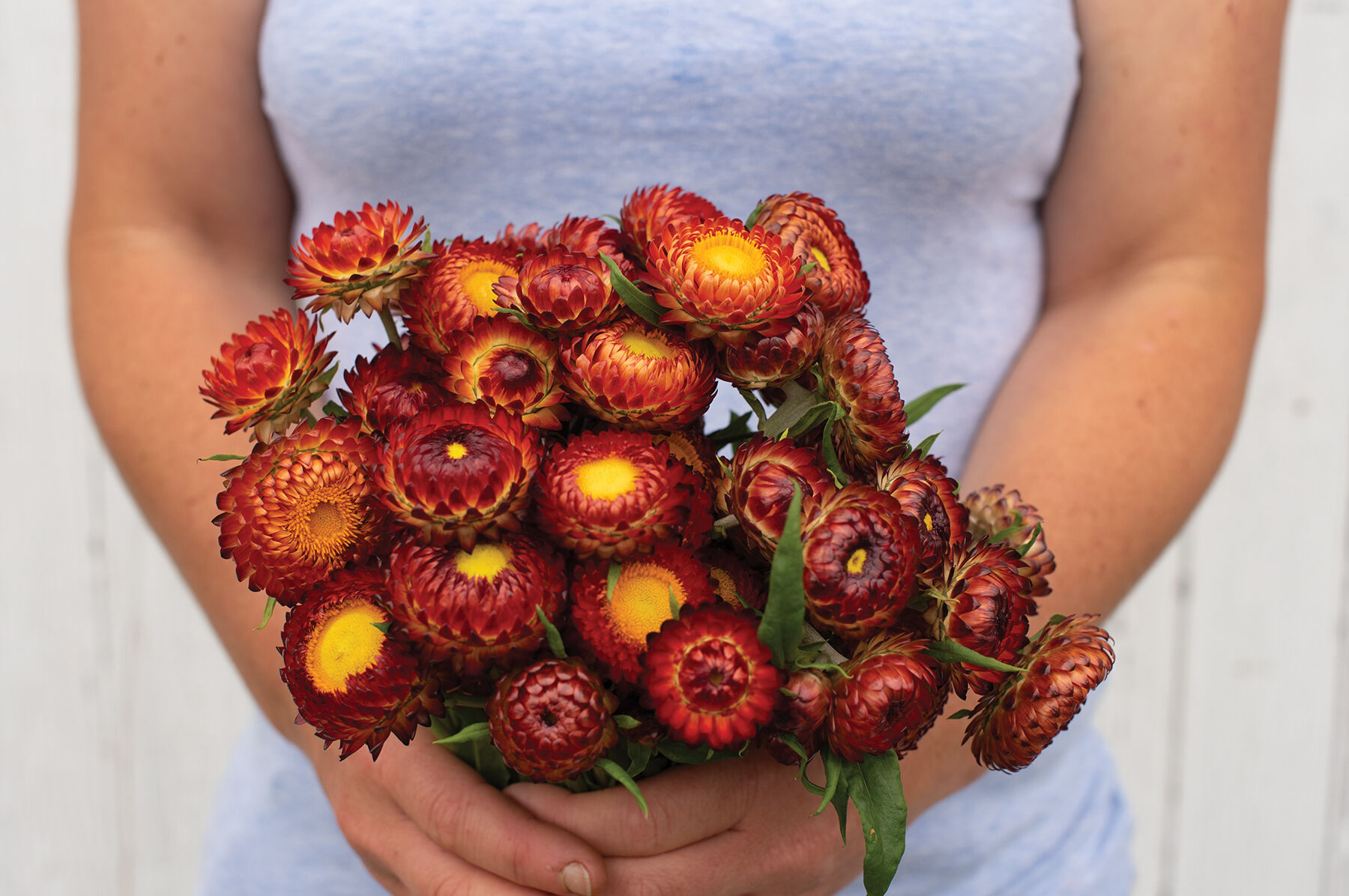 Copper Red Strawflower