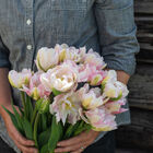 Finola Tulips