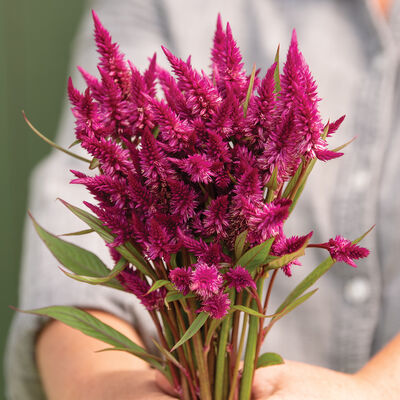 Celway&trade; Purple Celway&trade; Series
