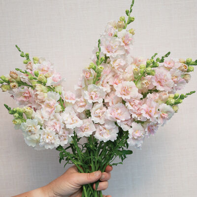 Double Frappe Light Pink 2 Cool Season (Groups 1&ndash;2)