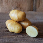 German Butterball &ndash; Early Ship Potatoes