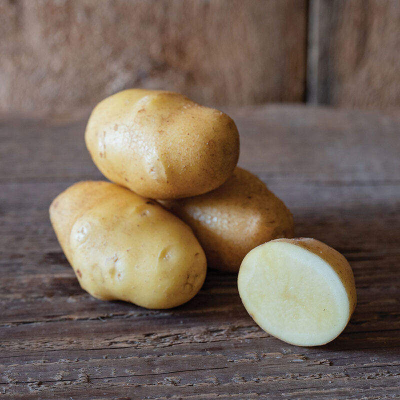German Butterball &ndash; Early Ship Potatoes