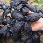 Doron Prospera&reg; Active DMR Purple Basil