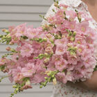 Chantilly&trade; Light Pink Snapdragon
