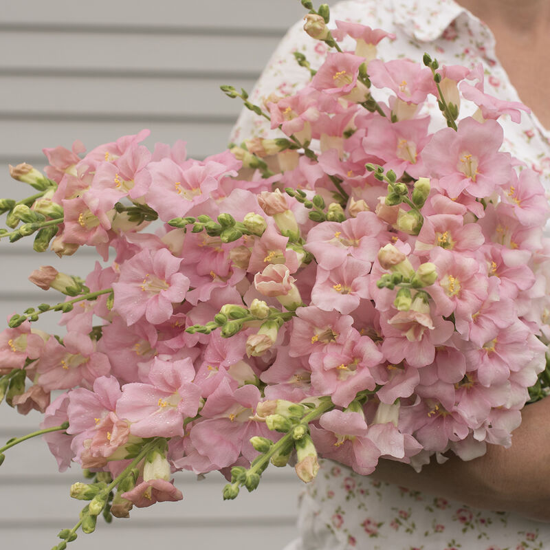 Chantilly&trade; Light Pink Snapdragon
