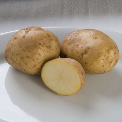 Kennebec &ndash; Early Ship Potatoes