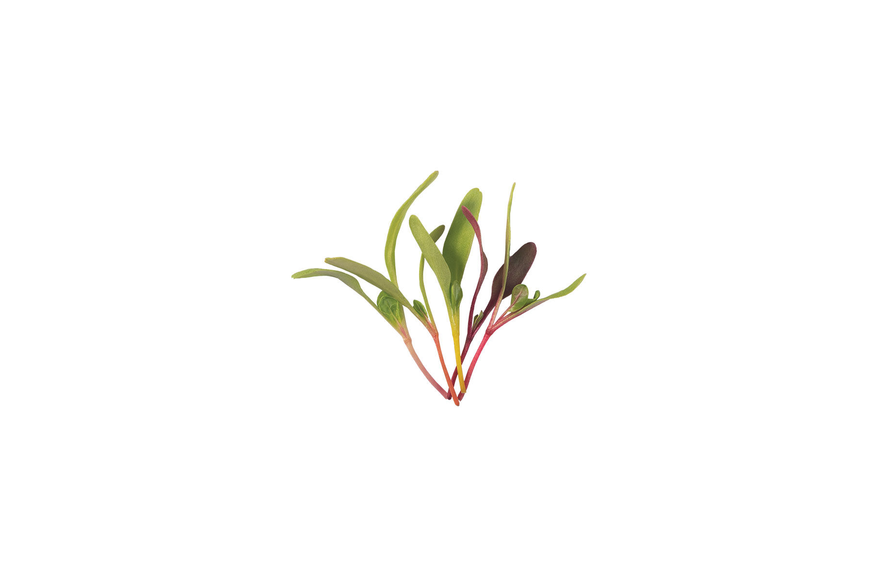 Chard and Beet, Rainbow Sprinkles Mix Microgreen Mixes