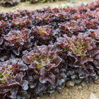 Xandra Salanova&reg; &ndash; Red Oakleaf Salanova&reg; Lettuce