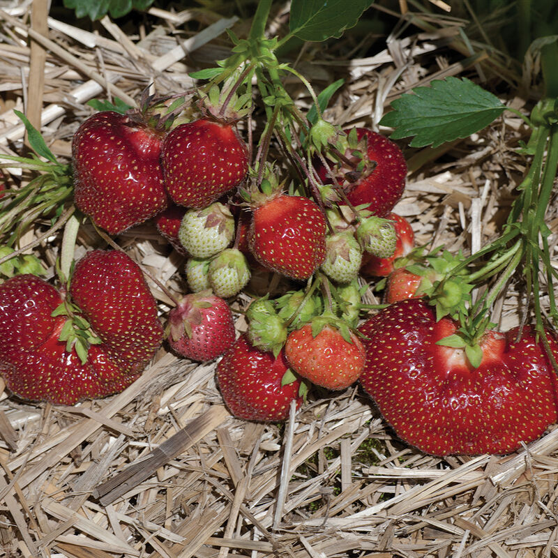 Earliglow &ndash; Spring-Planted Strawberry Bare-Root Plants